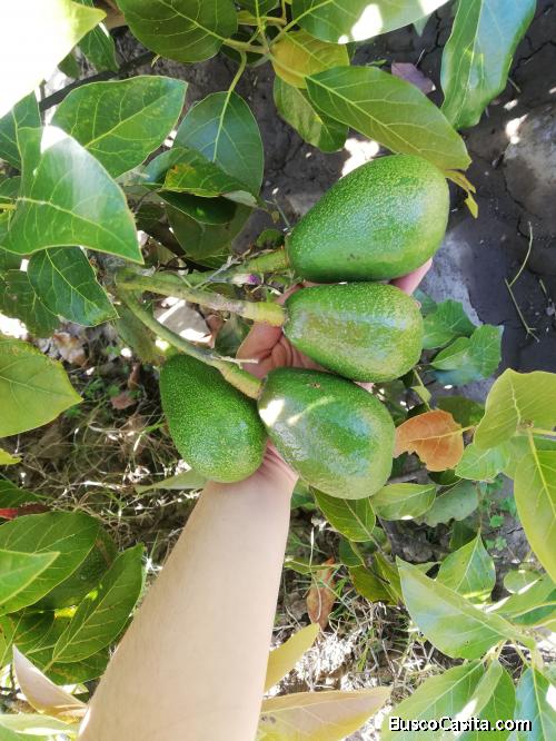 Terreno en Mira- Caserío pisquer bajo 