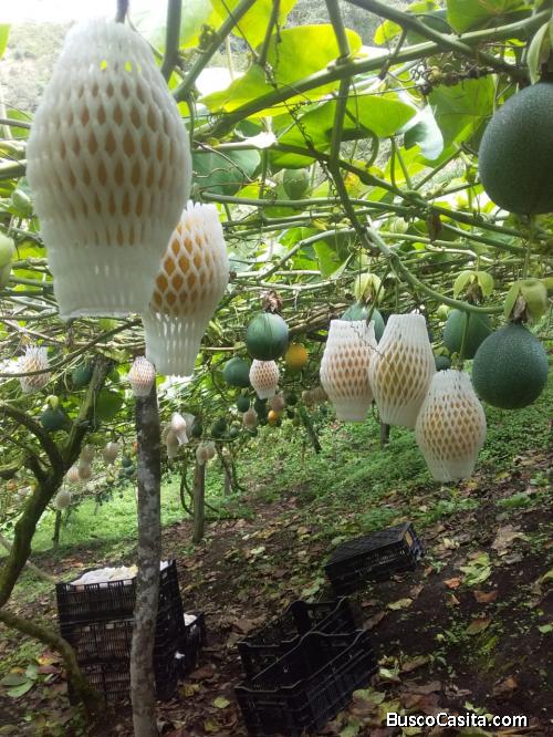 Se vende terreno de 5 hectáreas en Intag sector Cuellaje