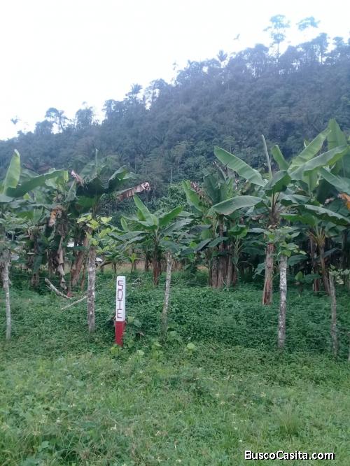 Una hectárea en venta.