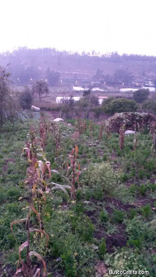 13350 m2 en AMBATO a $25 c/m