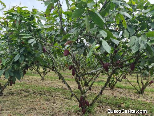 204 has Hacienda de cacao cerca del Triunfo