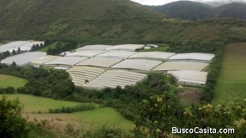 DE OPORTUNIDAD - SE VENDE FINCA FLORICOLA EN PRODUCCION