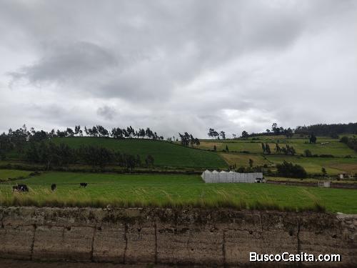 TRES HECTÁREAS EN PESILLO OLMEDO