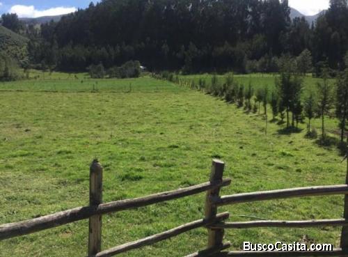 VENDO PROPIEDAD AGRÍCOLA AL NORTE DE CAYAMBE