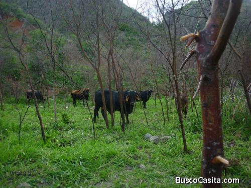 ¡ATENCIÓN!  BARATO EN VILCABAMBA, VENDO O CAMBIO TERRENO. 0961553689