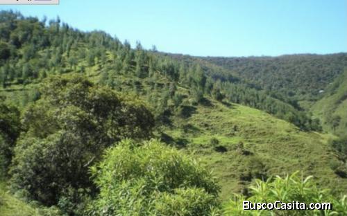 Hermosa quinta 250 hectáreas, bosques Virgenes. Celica Loja Ecuador