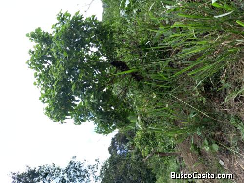 Terreno 100 has. para cacao, maiz, cafe, balsa, etc