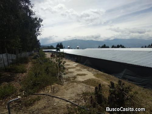 EN VENTA GALPONES DE POLLOS EN MALCHINGUI