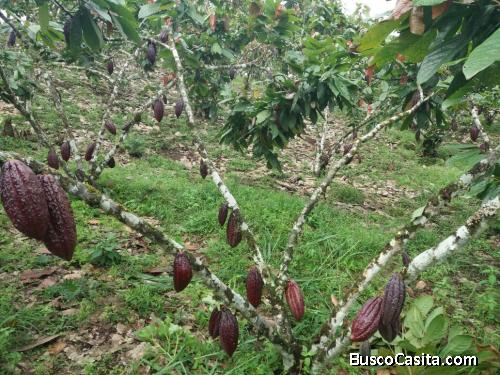 ¡DE OPORTUNIDAD! FINCA de 6 hectáreas y media cerca de la hostería DCarlos