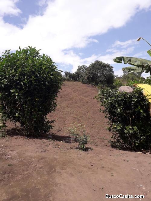 VENDO FINCA AGRICOLA EN VACAS GALINDO