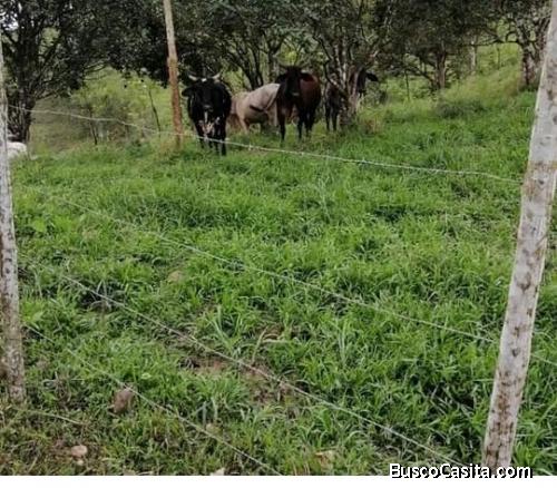 Venta de finca