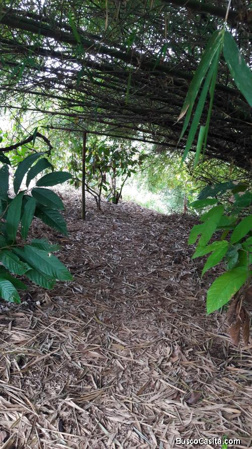 ¡GRAN OPORTUNIDAD! Hermosa Finca en Venta a 6 minutos de la Hostería D’Carlos