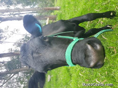 SE VENDE LINDO TERRENO EN EL CAMPO 