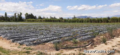 Yaruquí - Otón de Vélez