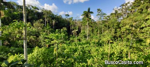 Self Sustainable Jungle Farm, Finca Orgánica
