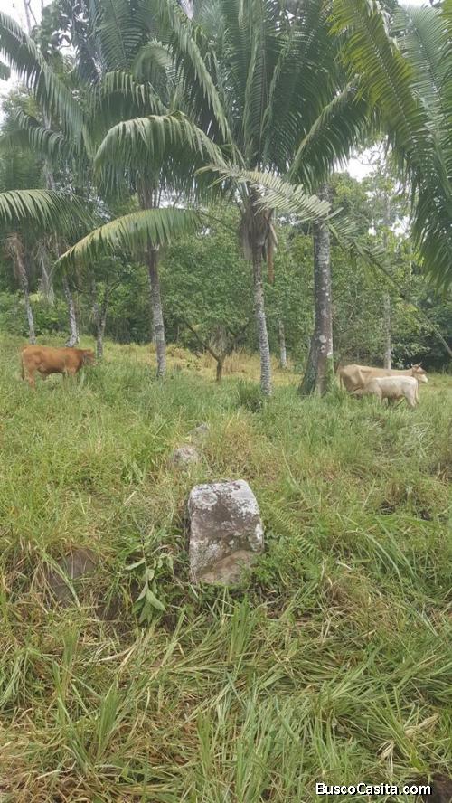 Vendo hermosa finca en el oriente Huambi Sucua 30 hectarias