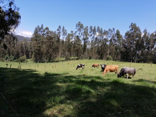 Venta de terreno en Amaguaña, 5 12 hect, cuenta con luz, agua potable y de regadio 