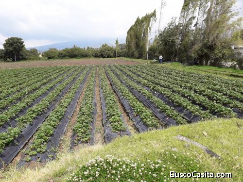 VENDO TERRENO 8.333 M2 PLANO, YARUQUÍ