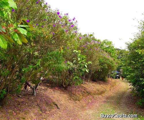  Hermosa Quinta en Venta en Plena Producción de Cacao y Café en vía a Mercedes km 7 en Santo Domingo