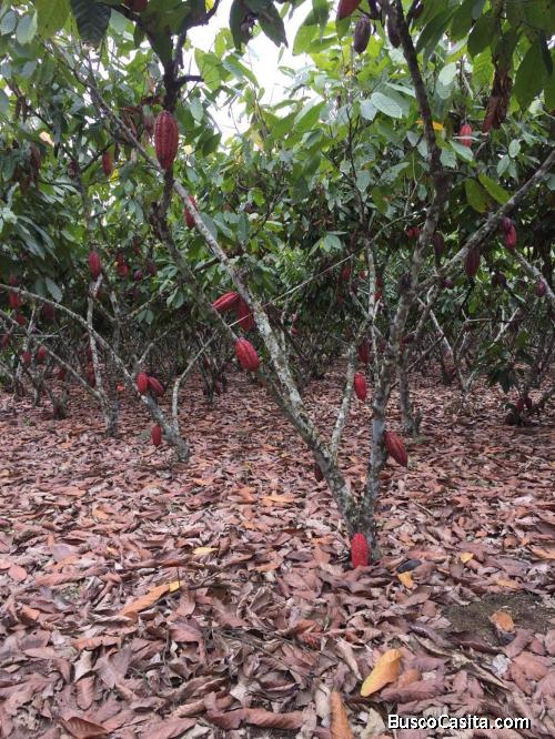 Vendo finca productora de cacao