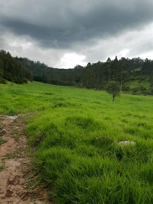 OPORTUNIDAD, Vendo Hacienda floricola y ganadera, 116 Hectáreas, Amaguaña, abundante agua