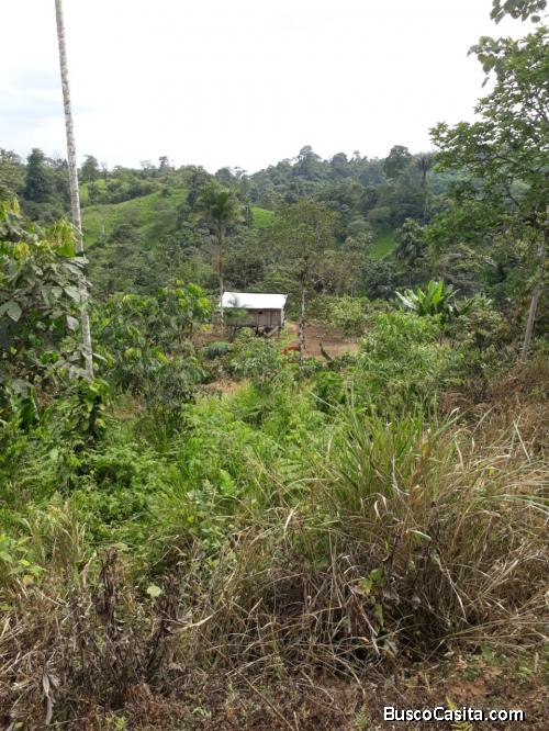 De oportunidad se vende finca de 38 hectarias 