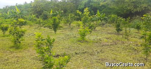 VENTA DE FINCA EN ISIDRO AYORA