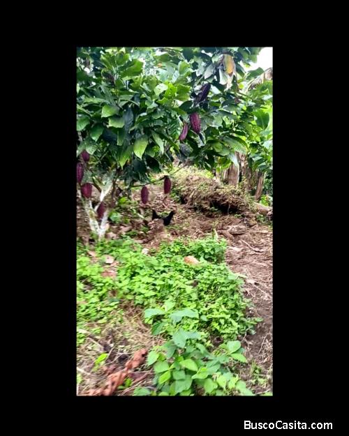 Finca De 65 Ha. Ubicada En Muisne-Daule