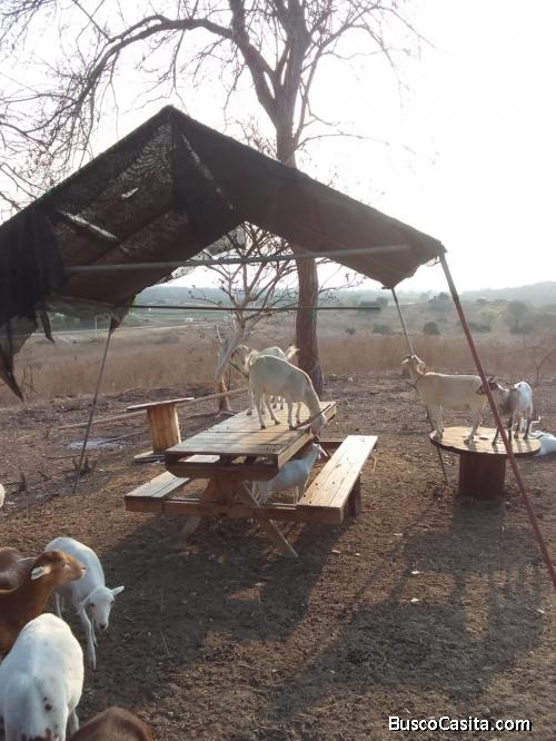 Venta finca a 2 km del pueblo de progreso