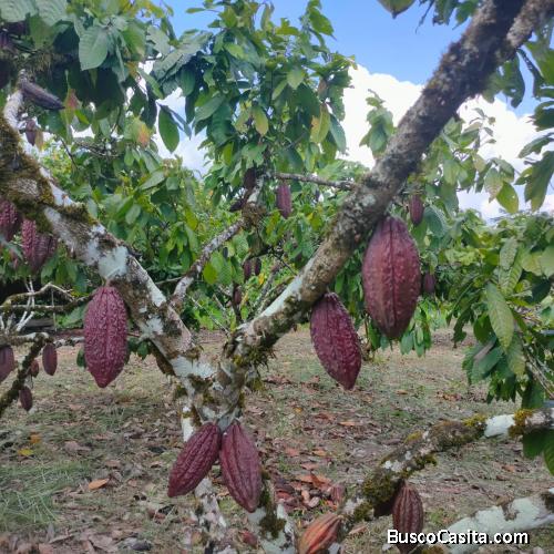 HERMOSA FINCA DE 5 HECTAREAS PRODUCE CACAO