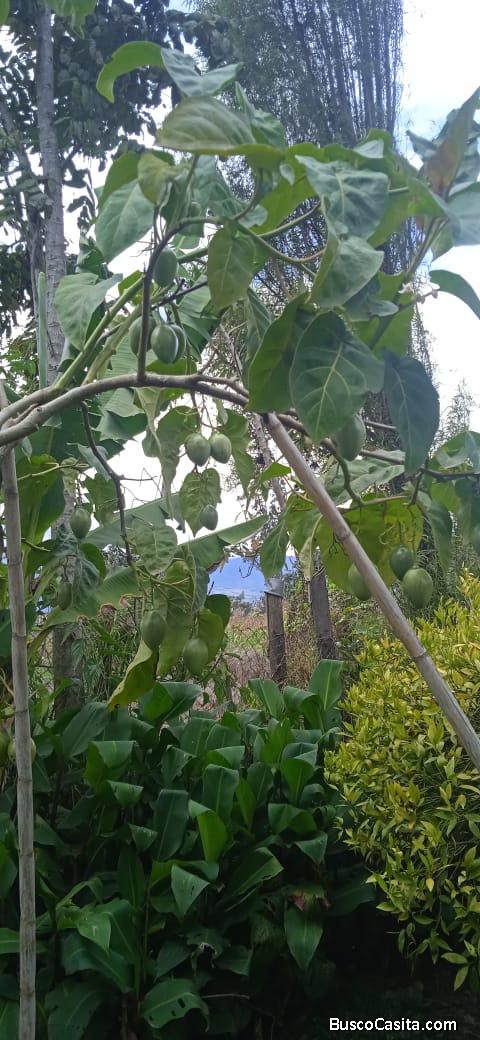 VENDO HERMOSO TERRENO