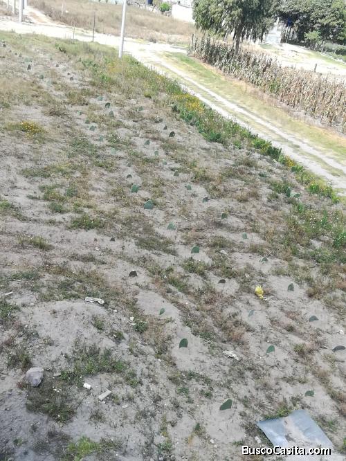 Terreno plano 500m2 en Pusuquí sector Escuela de Policía