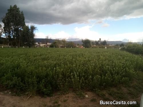 Arriendo 2400m2 de terreno con alfalfa