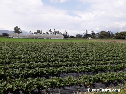 VENDO TERRENO PLANO 8.333 YARUQUÍ