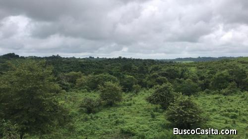 FINCA 91 HECTAREAS EN PEDRO CARBO