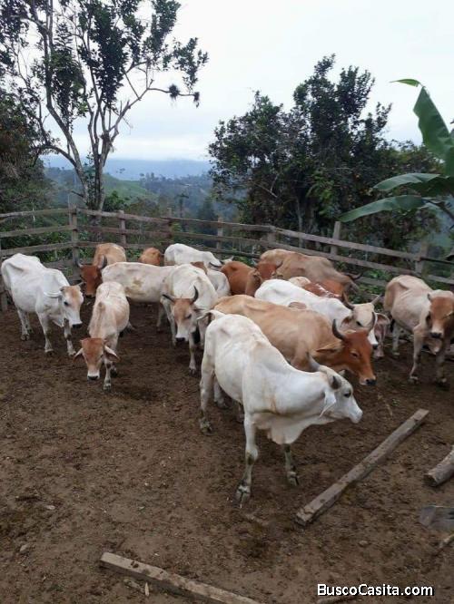 Finca Plantas Cacao 35 ha 2 casas de campo ubicada vía Quinindé, Esmeraldas