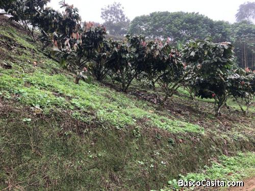 Vendo hacienda 83ha Prov.Bolivar-Los Rios