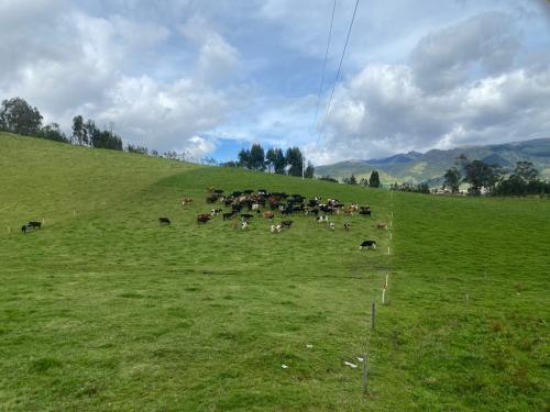 Hacienda ganadera, ubicada en la Huaca, Provincia del Carchi, 60 Has, abundante agua
