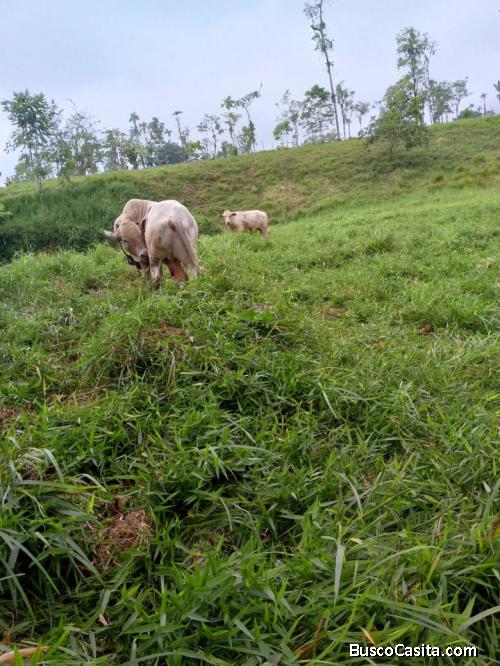 FINCA