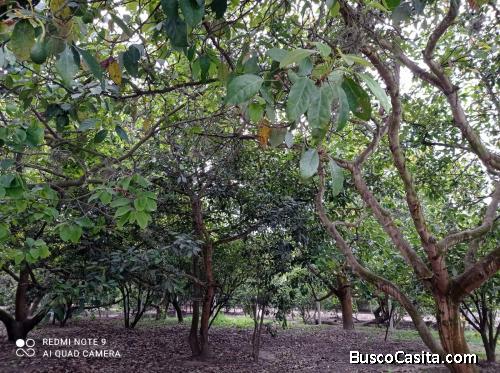 LA MEJOR ZONA DE PRODUCCION DE GUAYLLABAMBA
