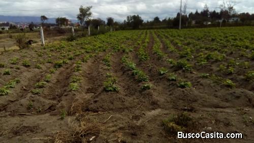 Terreno de 1000m2 a 5 min de la Espe Belisario Quevedo