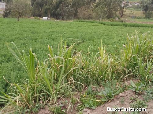 Terreno de 10000 m2