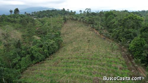 Venta de Finca 5 Hectáreas en producción, sector Pedro Vicente Maldonado
