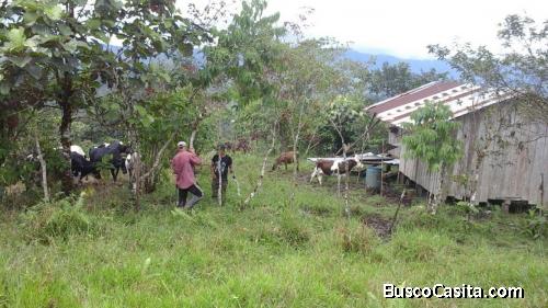 de OPORTUNIDAD FINCA 30 HECTAREAS PEDRO VICENTE MALDONADO
