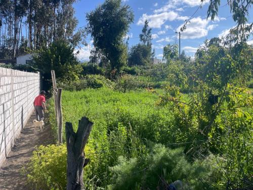 AMBATO, vendo 2 terrenos planos, de 500m2 cada uno, topografía plana