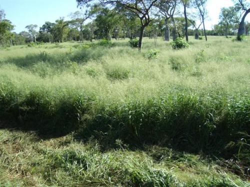 CONTAMOS CON VARIAS OBCIONES DE CAMPOS EN EL CHACO PARAGUAYO