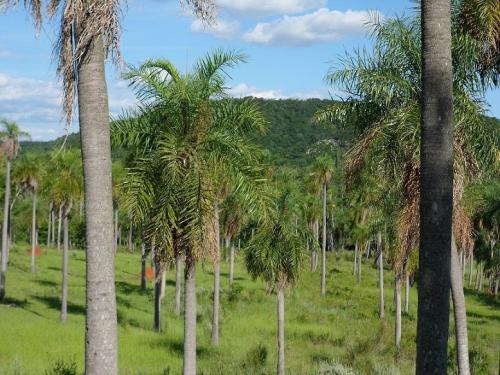 ¡Escucho Oferta! Terreno de 5 hectáreas en la zona de Caacupé