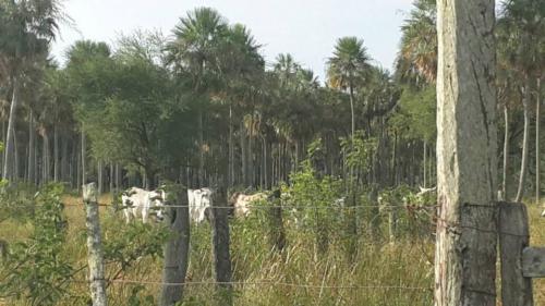 Vendo Estancia en el Chaco Paraguayo - Ruta 12, de 332 hectáreas