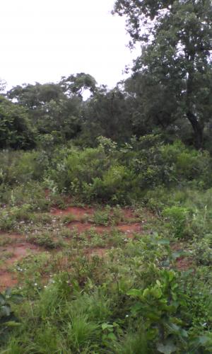 Vendo Terreno de 8 ½ hectáreas en Emboscada