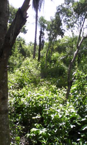 Vendo Terreno de 880 m²- zona C.I.E. (Luque - San Lorenzo)